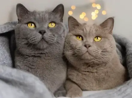 10 Animals That Makes Great Pets For Wheelchair Users & Disabled