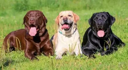 10 Animals That Makes Great Pets For Wheelchair Users & Disabled